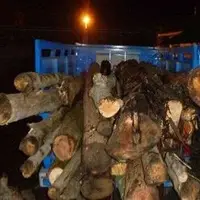 کشف ۲۰ تن چوب قاچاق در چگنی