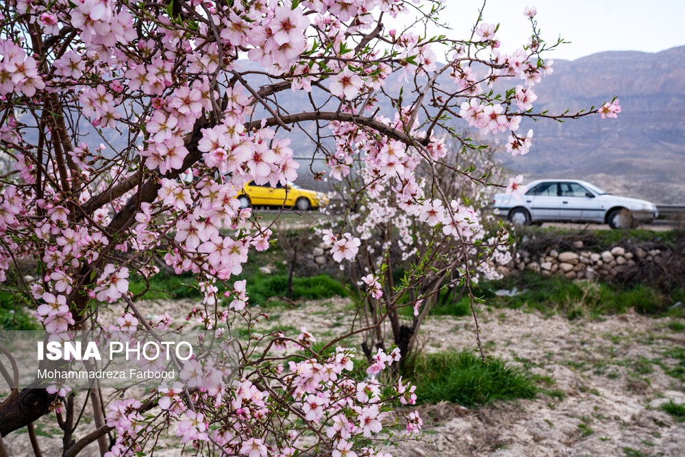 شکوفه‌های زودهنگام بادام در شیراز