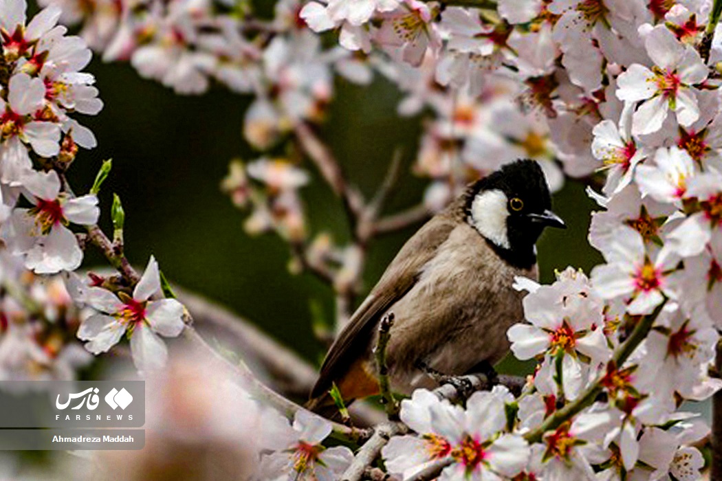 عکس/ «صدای پای بهار» در شیراز