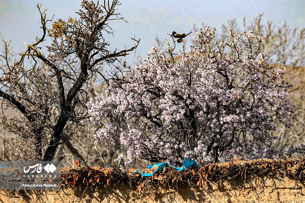 عکس/ «صدای پای بهار» در شیراز