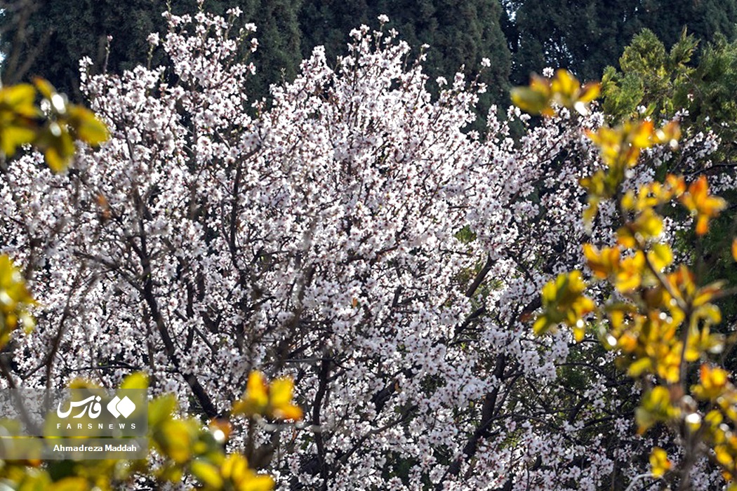 عکس/ «صدای پای بهار» در شیراز