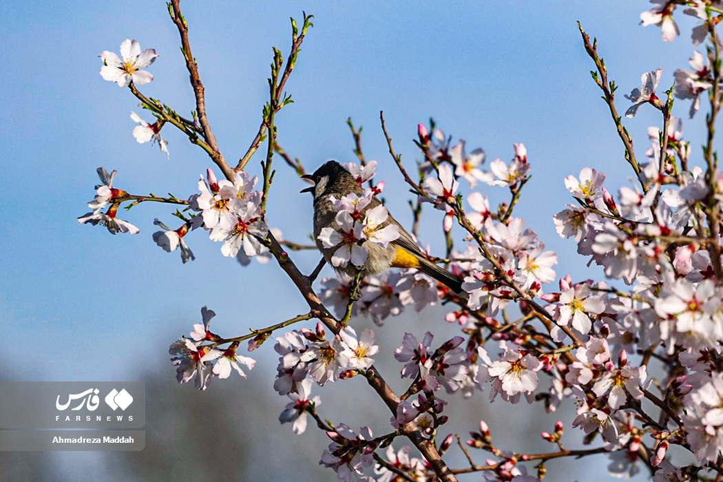 عکس/ «صدای پای بهار» در شیراز