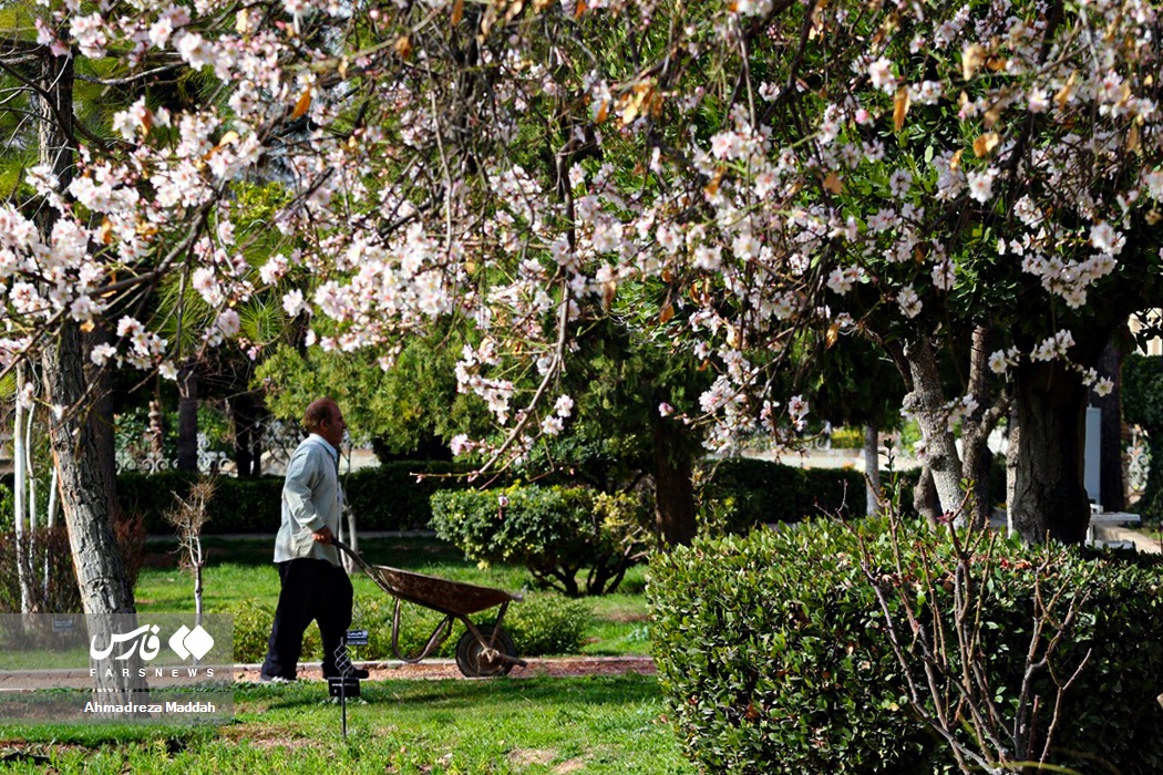 عکس/ «صدای پای بهار» در شیراز