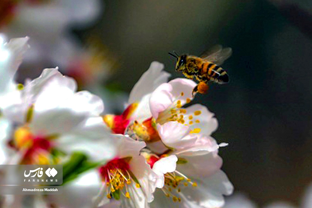 عکس/ «صدای پای بهار» در شیراز