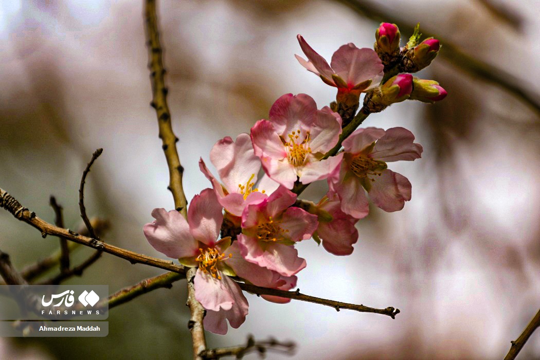 عکس/ «صدای پای بهار» در شیراز