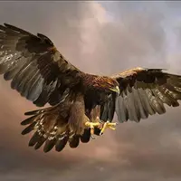 شکار حیرت انگیز و تماشایی کبک توسط عقاب