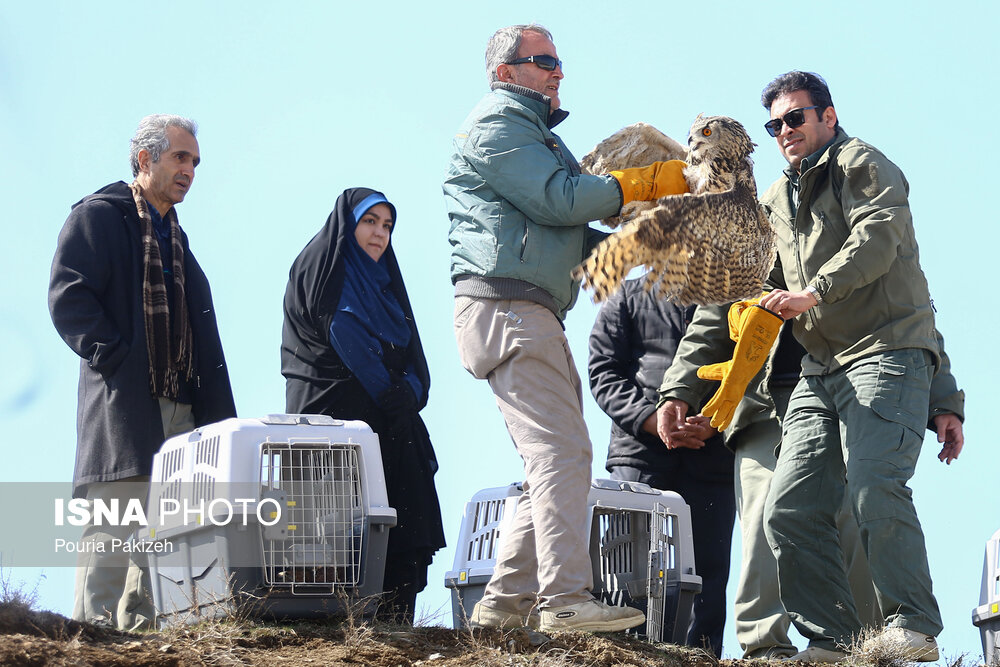 عکس/ رهاسازی پرندگان شکاری در همدان