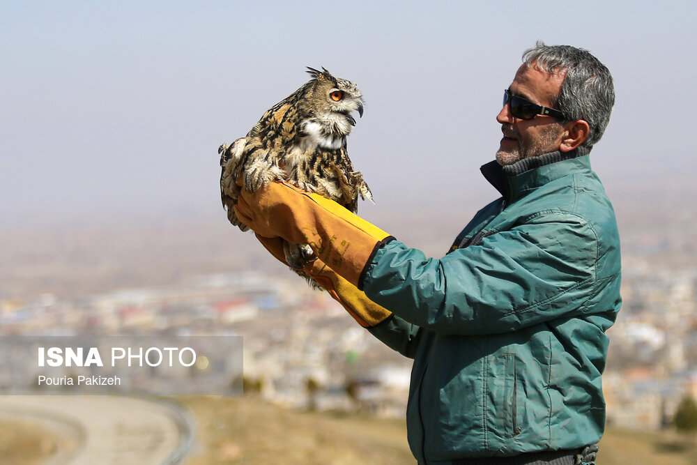 عکس/ رهاسازی پرندگان شکاری در همدان