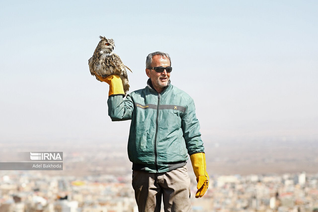 رهاسازی پرندگان شکاری در همدان