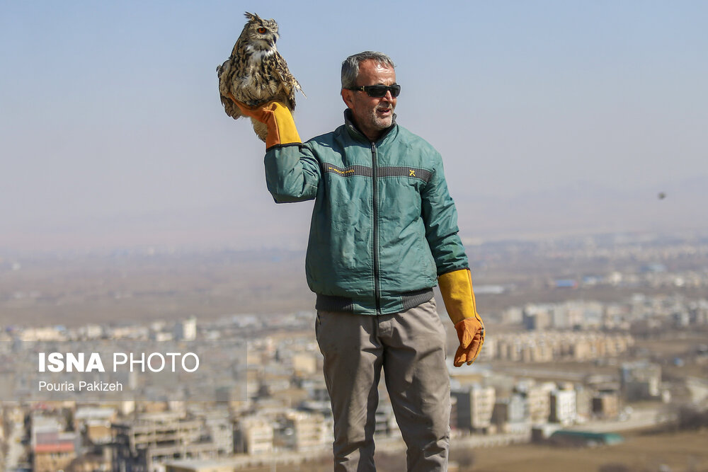 عکس/ رهاسازی پرندگان شکاری در همدان