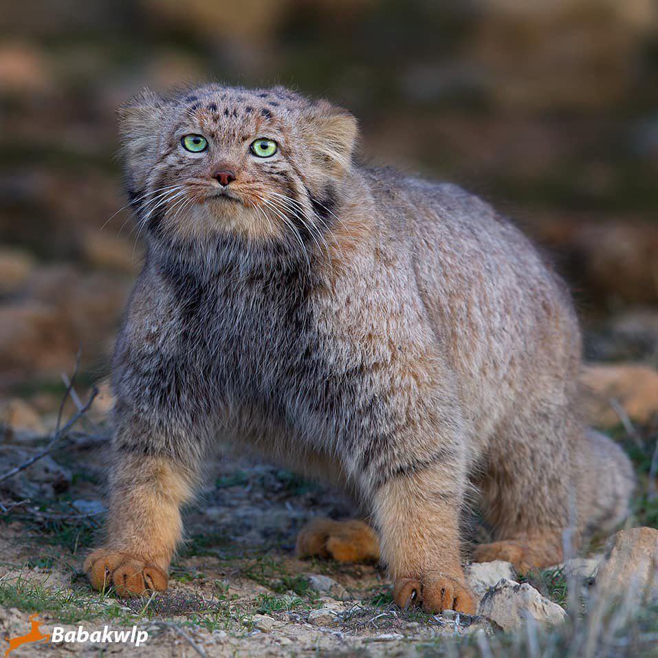 تصویری از گربه‌ی پالاس در خراسان