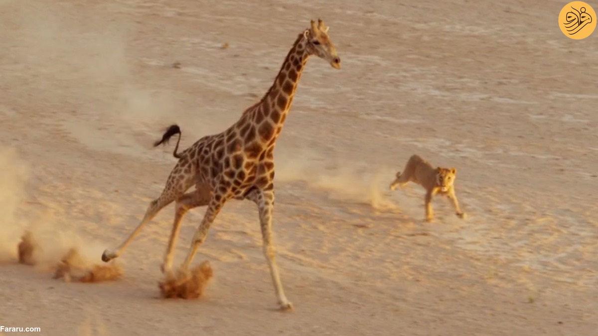 لگدپرانی بچه زرافه نترس به یک شیر