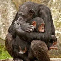 لحظه‌ای عاشقانه و احساسی از تقابل شامپانزه مادر و نوزاد مرده‌اش!