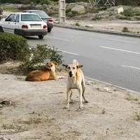 سگ هار هشت نفر را در محمودآباد مجروح کرد
