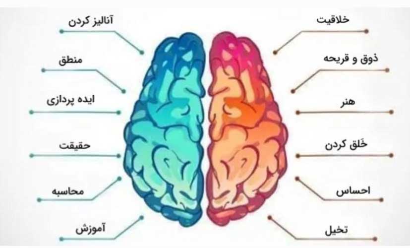 احساسات مختلف با کدام بخش مغز ارتباط دارند؟