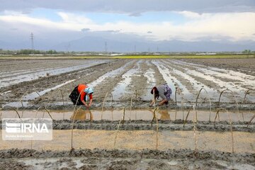 650 تن بذر گواهی شده برنج در گیلان توزیع شد