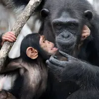 واکنش پراحساس یک شامپانزه مادر بعد از ملاقات با فرزندش پس از تولد