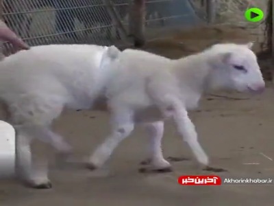 تولد یک بره با ۶ پا