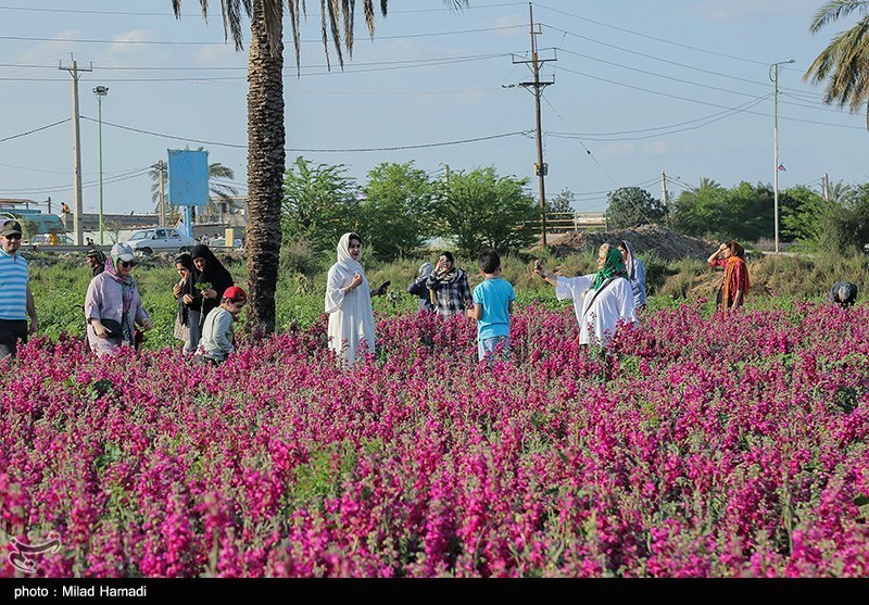 برداشت گل در حمیدیه خوزستان