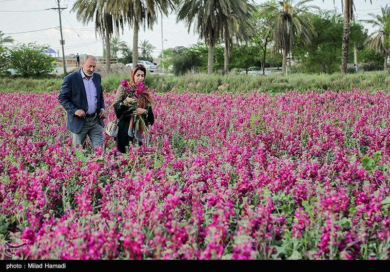 برداشت گل در حمیدیه خوزستان