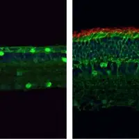 بازیابی قوه بینایی در موش ها با ویرایش ژن