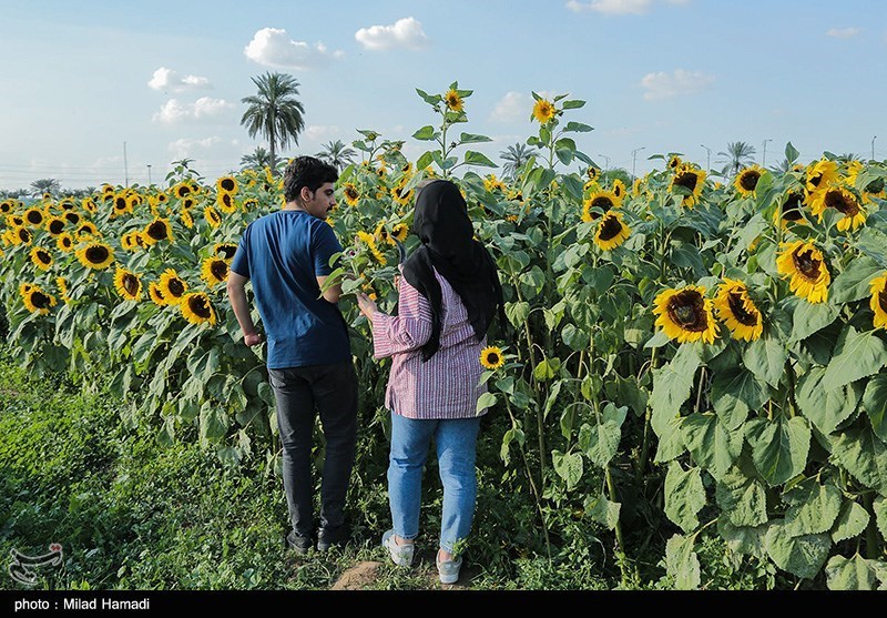 برداشت گل در حمیدیه خوزستان