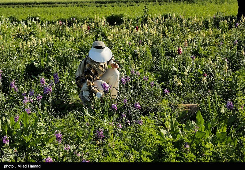برداشت گل در حمیدیه خوزستان