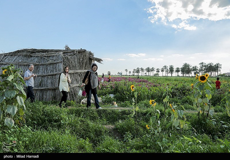 برداشت گل در حمیدیه خوزستان