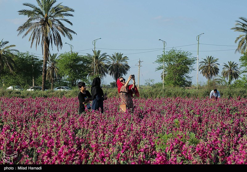 برداشت گل در حمیدیه خوزستان