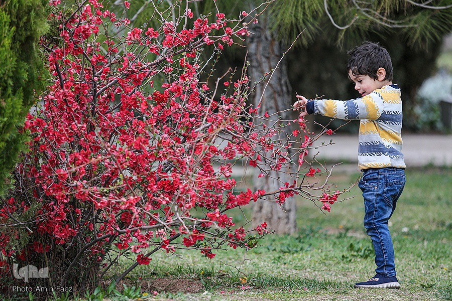 عکس/ جلوه بهار در باغ ارم شیراز‎‎