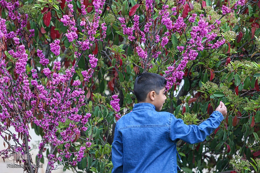 عکس/ جلوه بهار در باغ ارم شیراز‎‎
