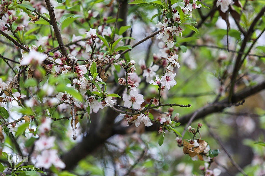عکس/ جلوه بهار در باغ ارم شیراز‎‎