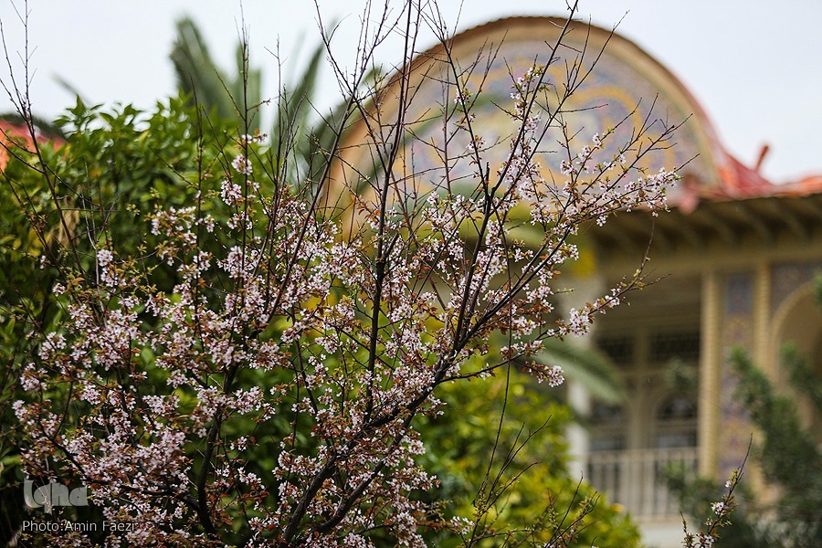 عکس/ جلوه بهار در باغ ارم شیراز‎‎