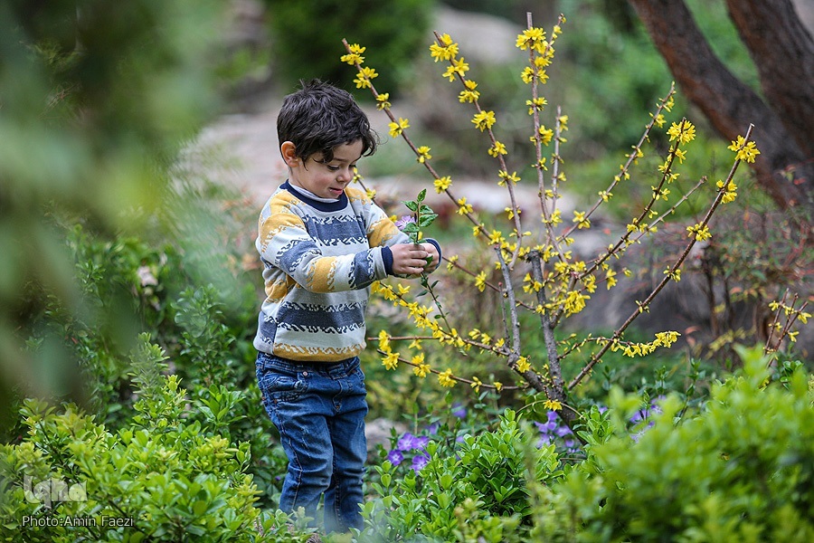 عکس/ جلوه بهار در باغ ارم شیراز‎‎