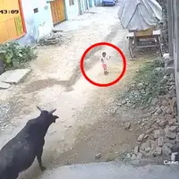 حمله یک گاو به پسربچه خردسال