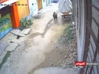 حمله یک گاو به پسربچه خردسال در هند!
