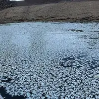 تکرار مرگ وحشتناک هزاران ماهی در رودخانه دارلینگ استرالیا
