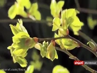 کلیپ موسیقی بی کلام و بهارانه آرامش بخش شب شما