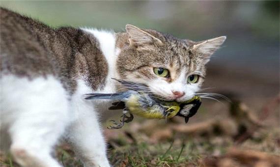 شکار هنرمندانه یک گربه زبل