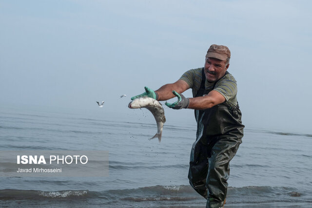 افزایش ۴۵ درصدی صید ماهیان استخوانی خزر در گیلان