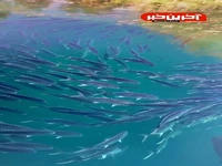نمایی زیبا از ماهی ها در اقیانوس را ببینید
