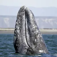  رابطه صمیمی نهنگ خاکستری با یک ماهی‌گیر