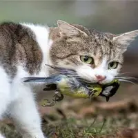 شکار هنرمندانه یک گربه زبل