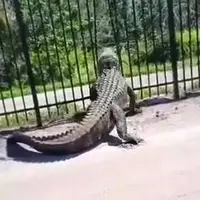 فرار ترسناک تمساح از میان حصارهای فلزی