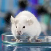 بازیابی بینایی موش‌ها با یک روش جدید ویرایش ژن