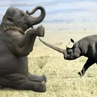 عاقبتِ پا گذاشتن کرگدن روی دم فیل