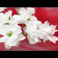 آموزش ساخت یک شاخه شکوفه بهاری  با دستمال کاغذی