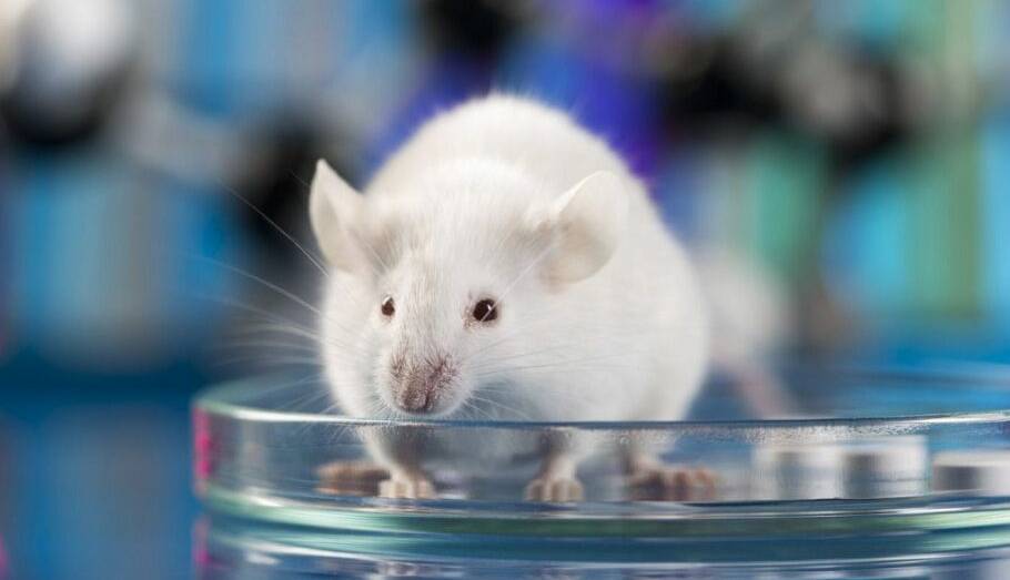 بازیابی بینایی موش‌ها با یک روش جدید ویرایش ژن