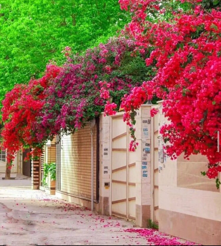 حال و هوایِ بهاریِ شیراز
