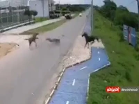 لحظه تکان‌دهنده برخورد یک موتورسوار با اسب وسط جاده